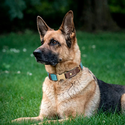 Premium PU Leather Dog Collar – Elegant, Durable & Adjustable