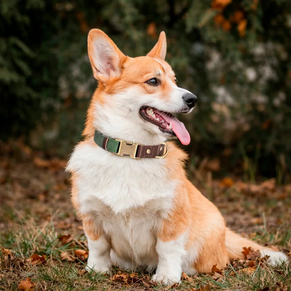 Premium PU Leather Dog Collar – Elegant, Durable & Adjustable