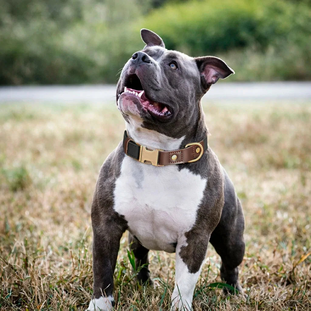 Premium PU Leather Dog Collar – Elegant, Durable & Adjustable