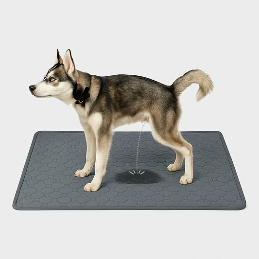 DryPaws Pad – Washable, Absorbent, & Reusable Pet Training Mat
