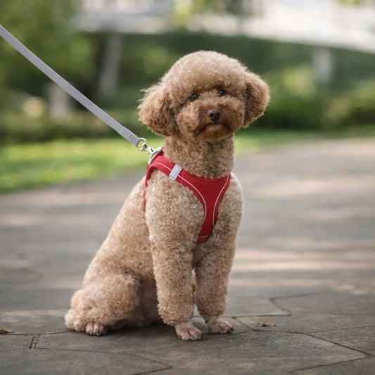 Adjustable Reflective Harness & Leash Set for Small Dogs