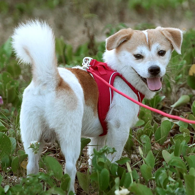 Reflective Dog Harness & Leash Set - Adjustable & Comfortable