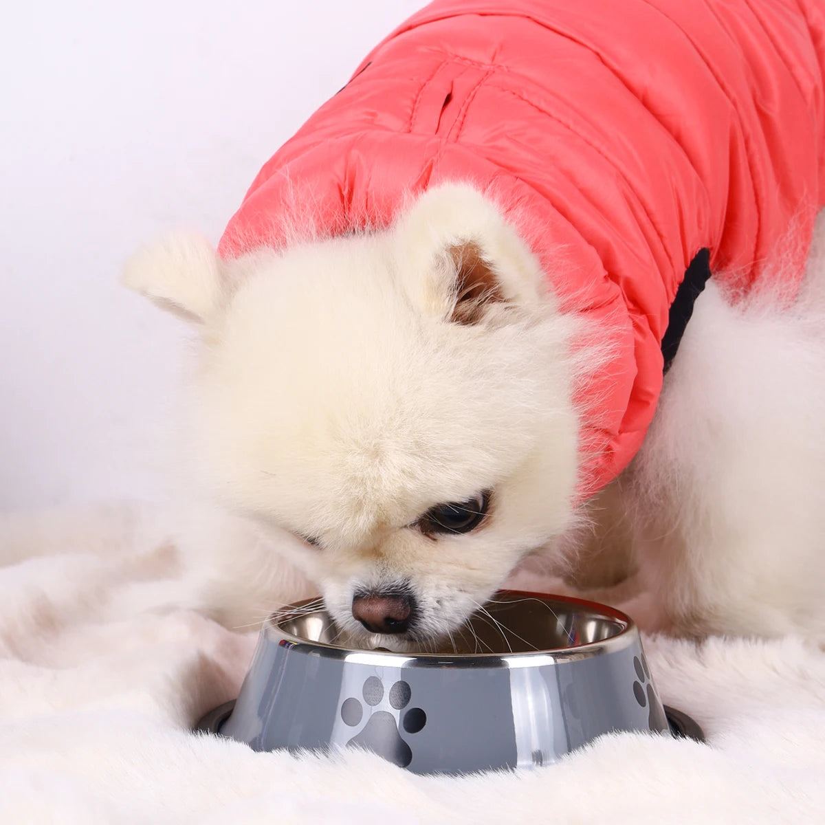 Premium Stainless Steel Pet Feeding Bowl - Anti-Slip Design