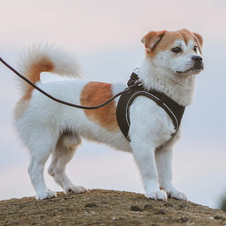 Reflective Dog Harness & Leash Set - Adjustable & Comfortable