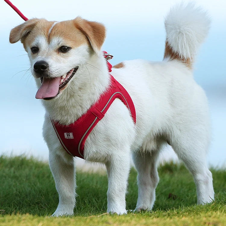Reflective Dog Harness & Leash Set - Adjustable & Comfortable