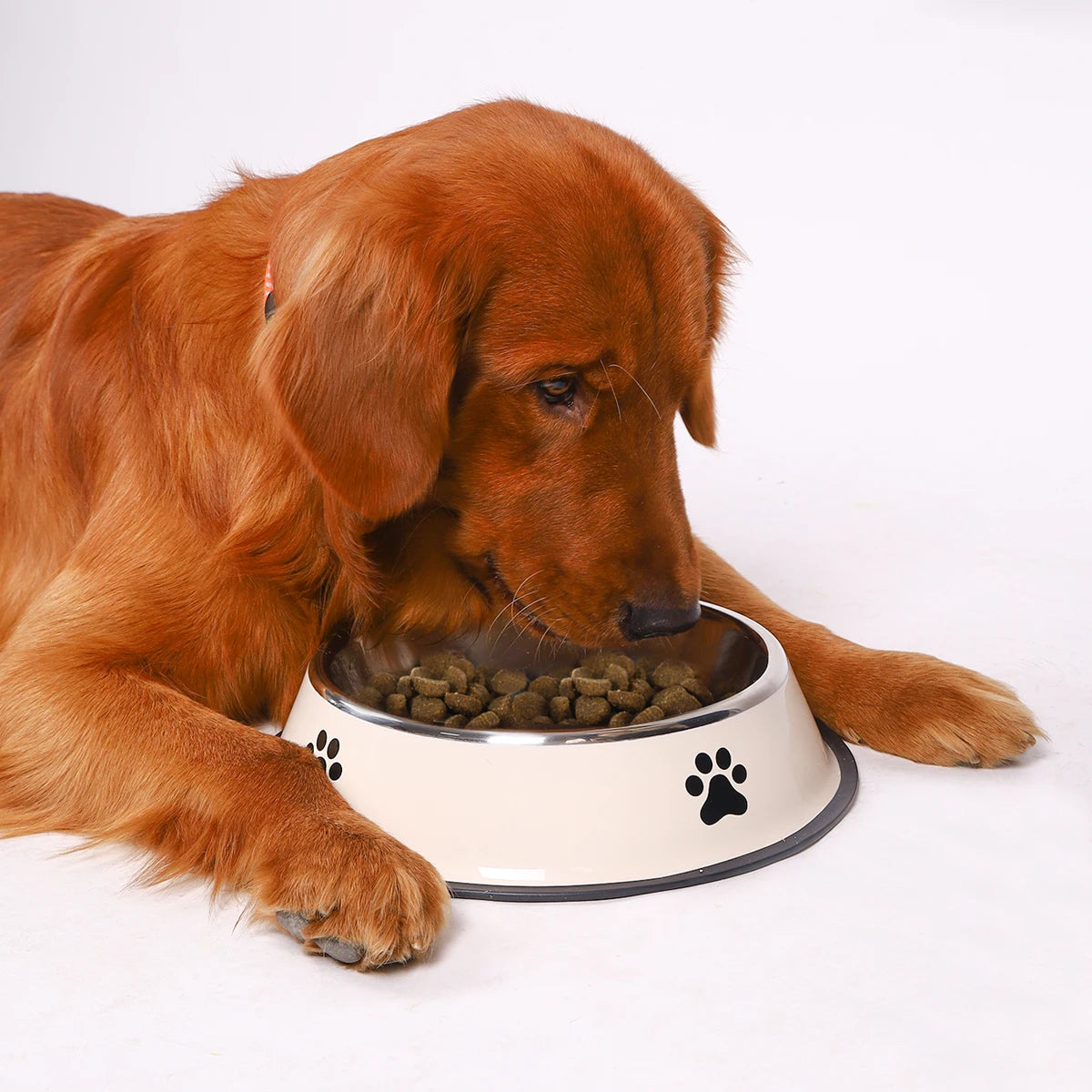 Premium Stainless Steel Pet Feeding Bowl - Anti-Slip Design